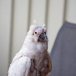 PBFD in Birds: Signs, Treatment, and Prevention