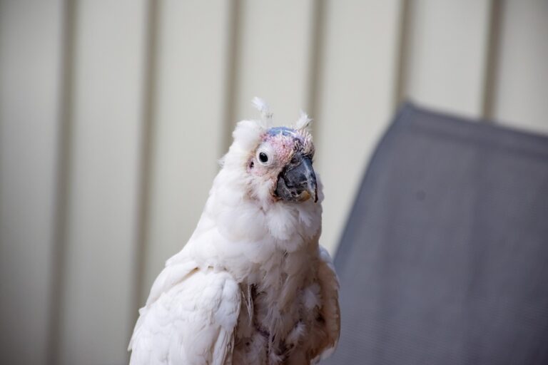 cockatoo with pbfd no feathers on top of head