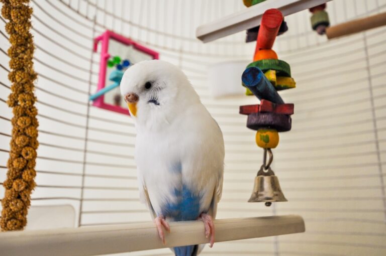 parakeet in cage with various hanging toys