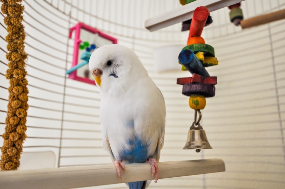 parakeet in cage with various hanging toys