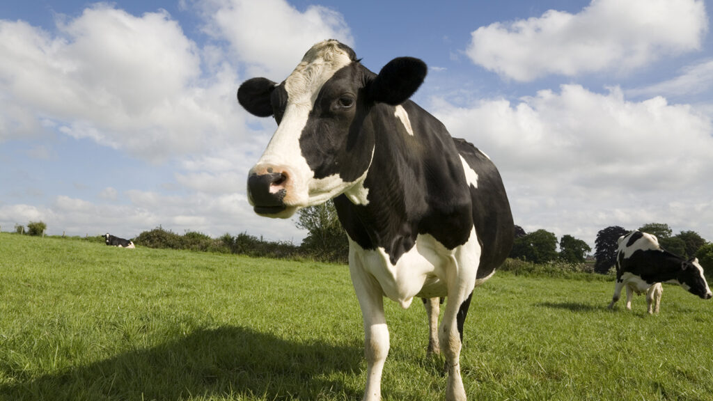 how long do cows live: cow standing on lush green grass