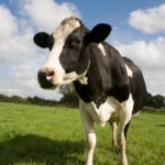How Long Do Cows Live? A Cow Lifespan Guide