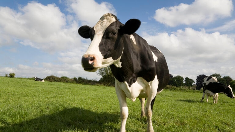 how long do cows live: cow standing on lush green grass