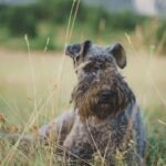 14 Curly-Haired Dog Breeds With Serious Style