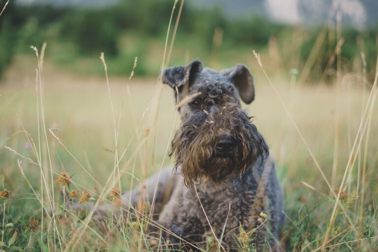 Kerry blue terrier lying in the grass