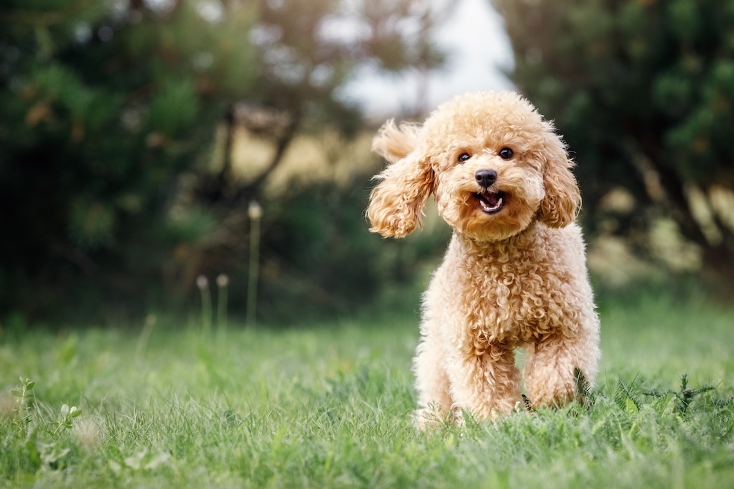 Apricot-colored toy poodle running through green grass outdoors.