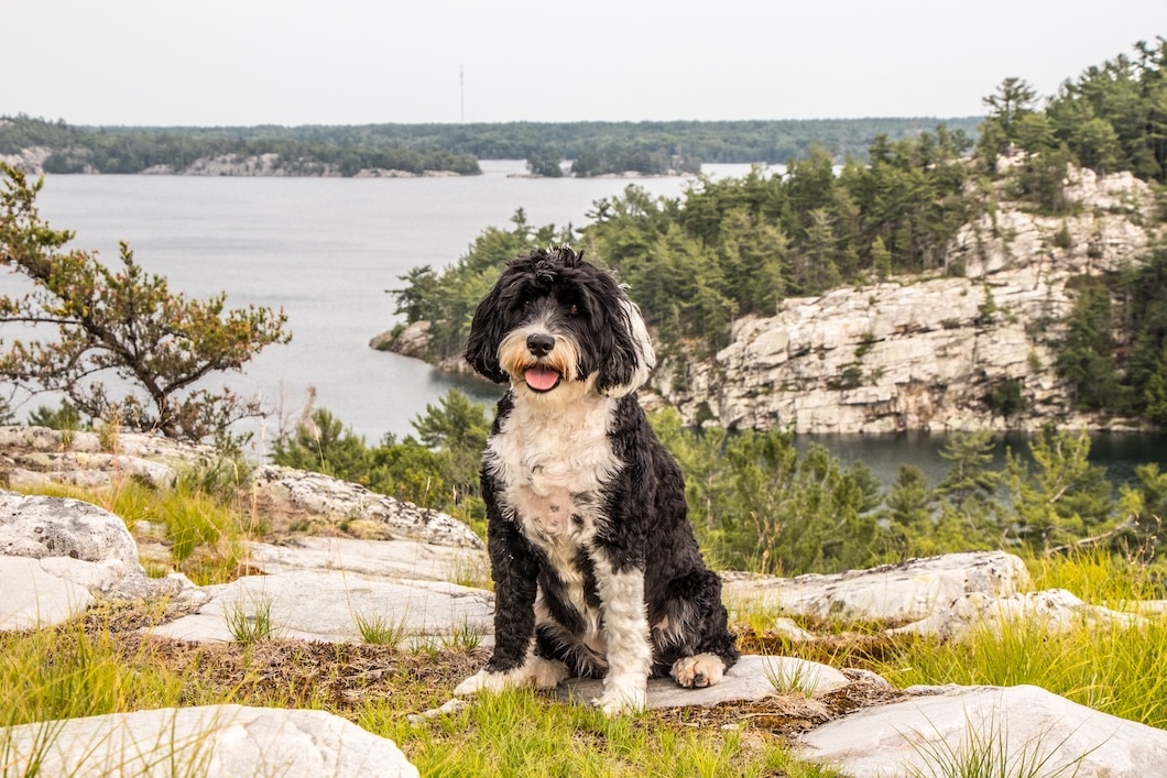 Black-and-white dog sitting on a rocky overlook above a forested lake.