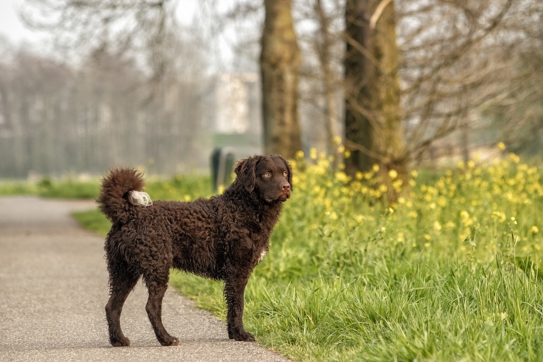 Brown curly-coated dog standing on a paved path beside green grass and yellow wildflowers.