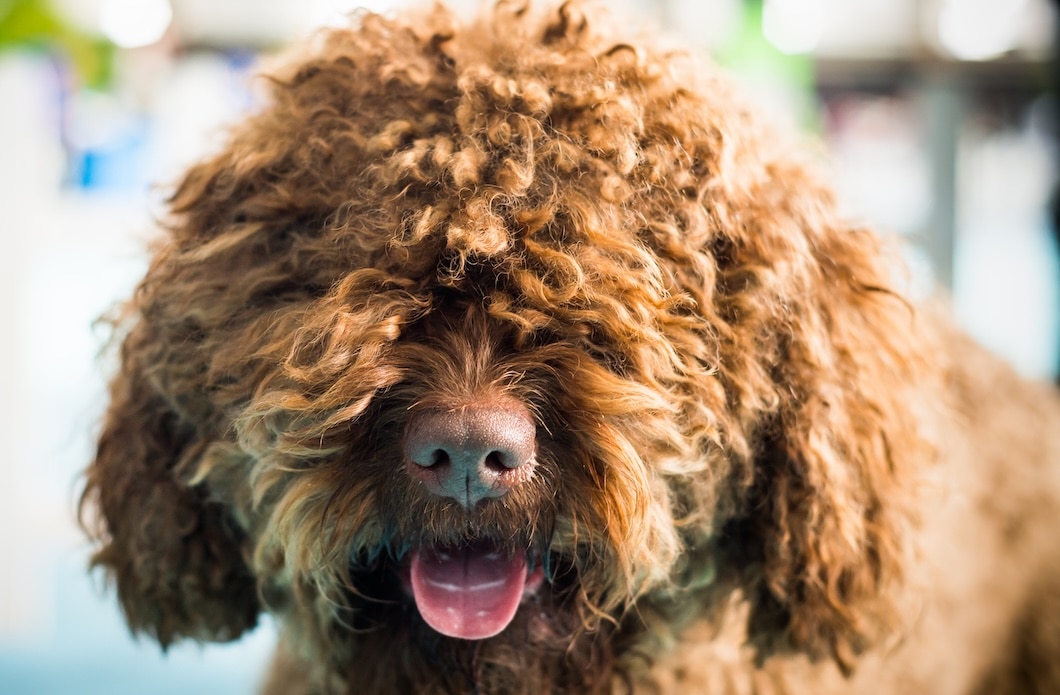 Close-up of a brown curly-haired Barbet panting with its tongue out.