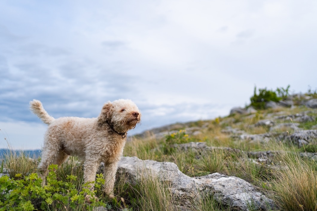 Cream-colored curly-haired dog standing on a rocky, grassy hillside under a cloudy sky.