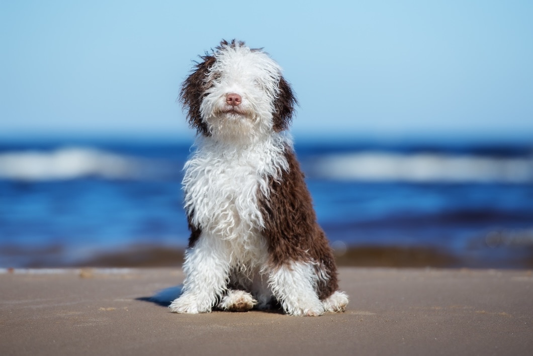 Brown-and-white Spanish Water Dog puppy sitting on a sandy beach with the ocean in the background.
