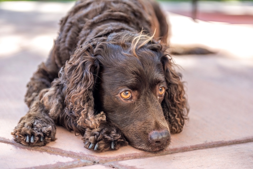Brown American Water Spaniel resting its head on the ground with its front paws stretched forward.