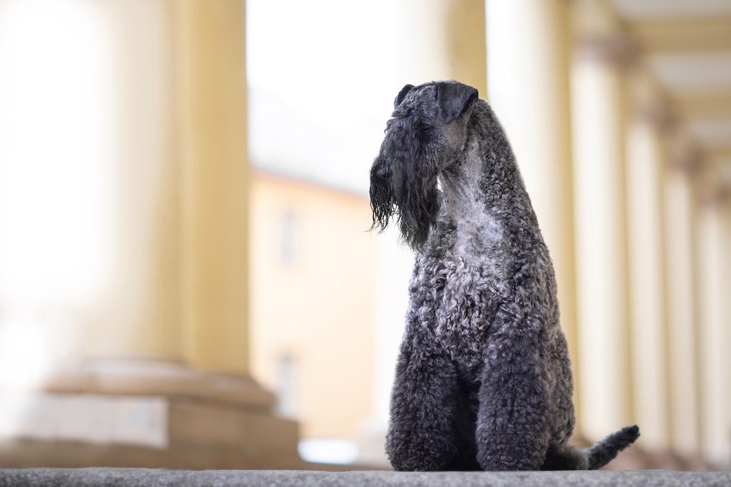 Gray Kerry Blue Terrier sitting in front of a row of pale yellow columns.