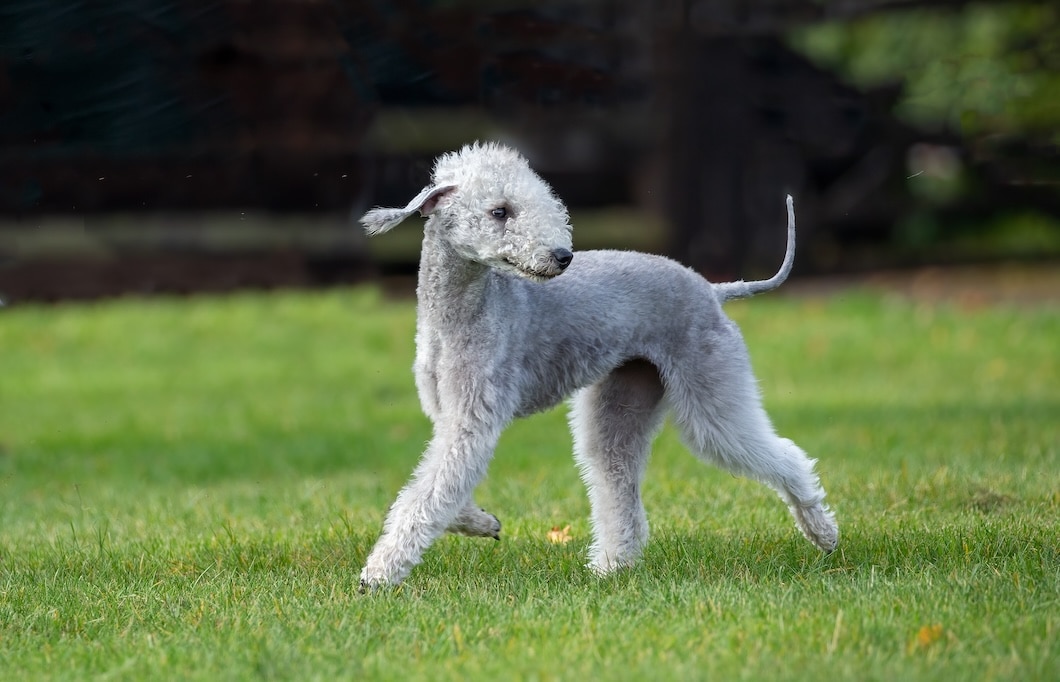 Bedlington Terrier with a light gray curly coat walking across green grass.