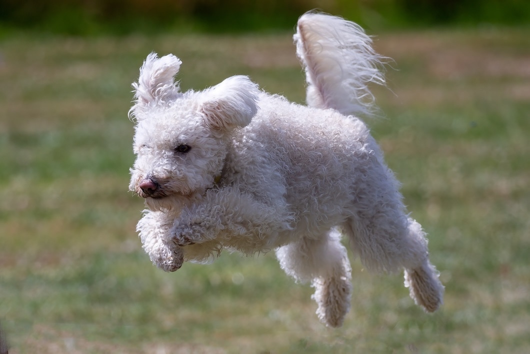 White curly-haired Pumi leaping through the air over a grassy field.