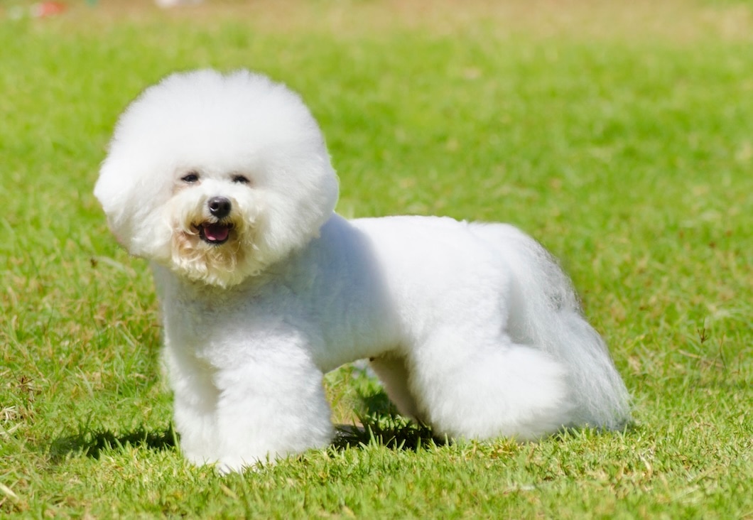 White Bichon Frise with a fluffy rounded coat standing on green grass.