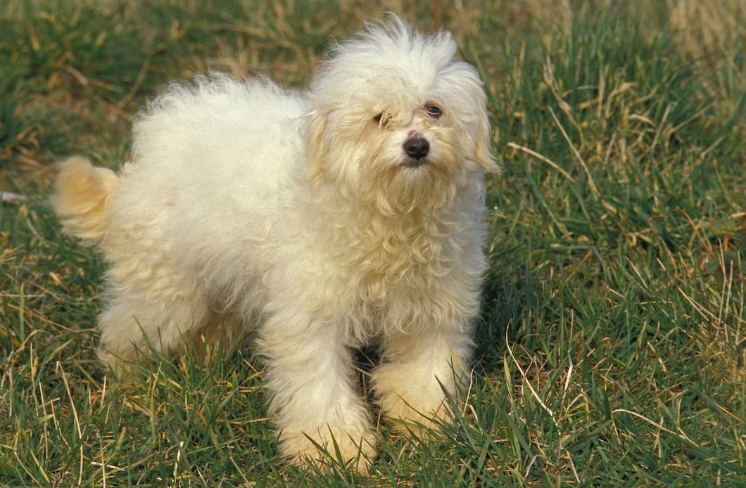 Fluffy white Bolognese dog standing in grass outdoors.