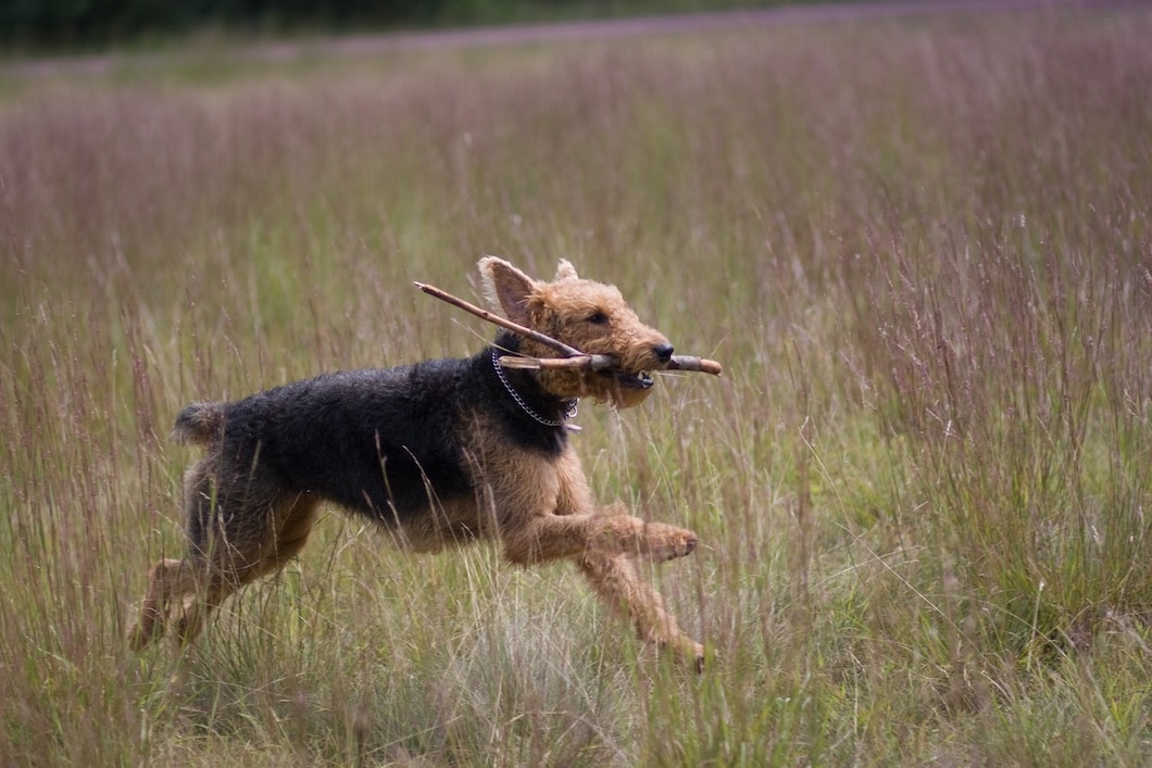 Airedale Terrier running through tall grass while carrying sticks in its mouth.