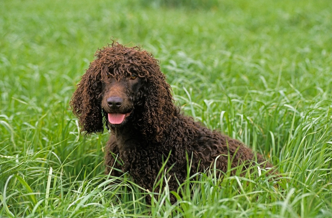 Adult Irish Water Spaniel with a dark brown curly coat sitting in long green grass.