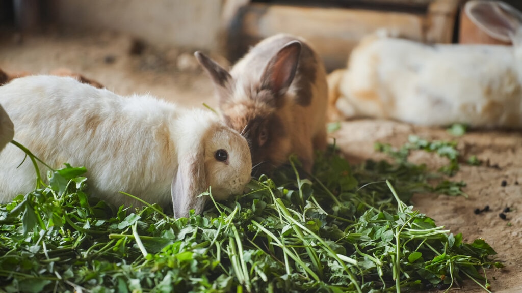 can rabbits eat cilantro: two rabbits nibbling on cilantro