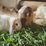 Can Rabbits Eat Cilantro?