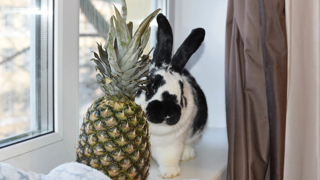 can rabbits eat pineapple: rabbit standing behind pineapple on windowsill