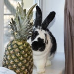 Can Rabbits Eat Pineapple?