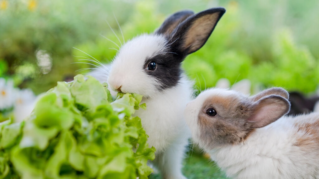can rabbits eat lettuce: two rabbits nibbling on lettuce