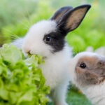 Can Rabbits Eat Lettuce?