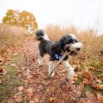 Fall Toxins for Pets: 5 Seasonal Dangers To Know