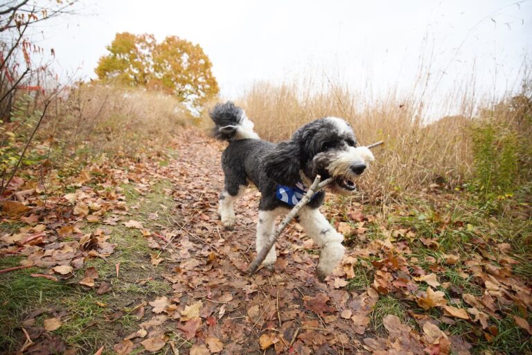 A Sheepadoodle running through fall leaves and carrying a stick. Learn about fall toxins for pets.