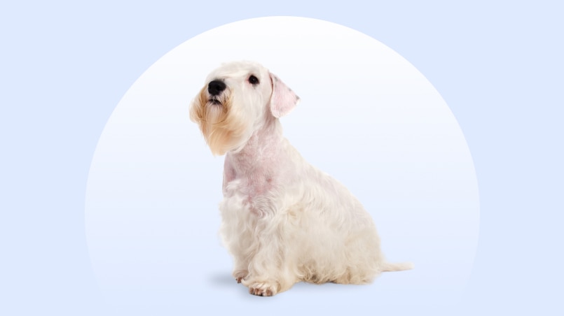 A white Sealyham Terrier sitting on a blue background