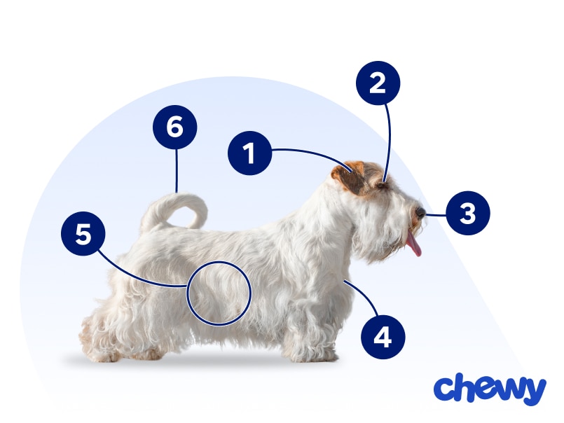 Photo of a Sealyham Terrier