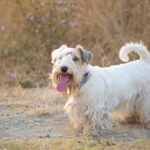 Dusty Sealyham Terrier outdoors