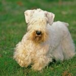 Sealyham Terrier standing on grass