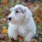 Sealyham Terrier puppy lying on autumn leaves