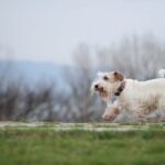 Sealyham Terrier walking outdoors