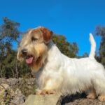 Sealyham Terrier standing outdoors