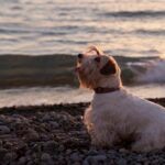 Sealyham Terrier sitting on a pebble beach