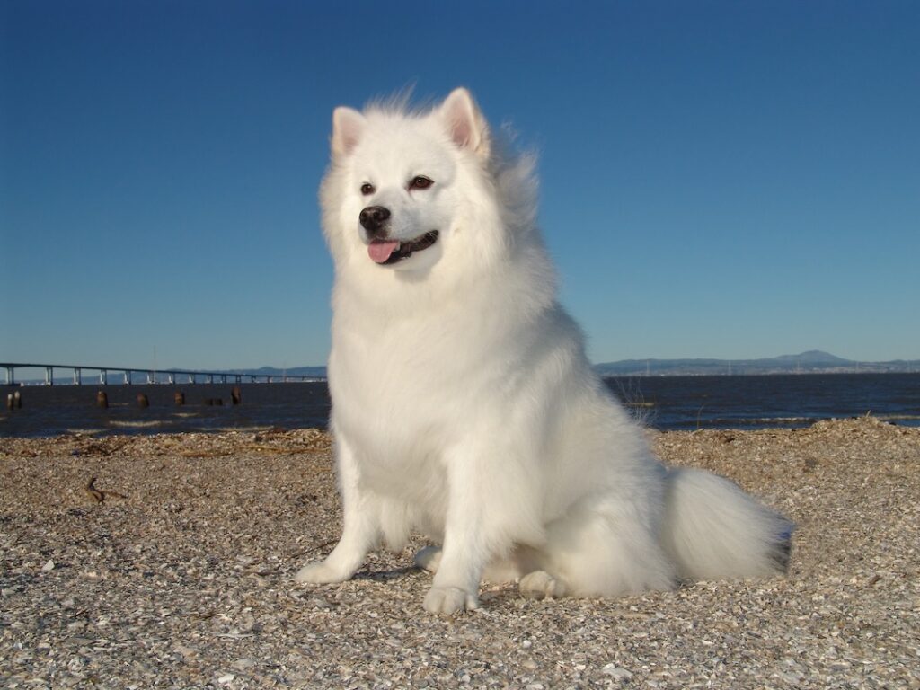 A fluffy white American Eskimo Dog sits on a beach with water and a bridge in the background.