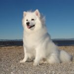 American Eskimo Dog vs. Samoyed: Which Fluffy Breed Is Right for You?
