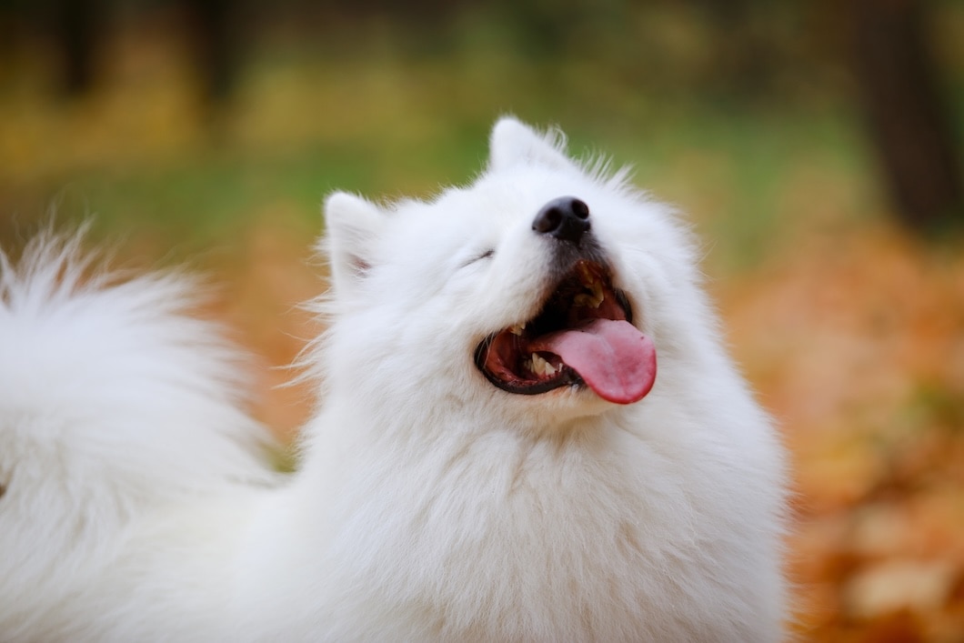 A fluffy white Samoyed stands outdoors with its eyes closed and tongue out.