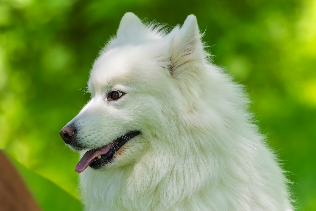 A fluffy white American Eskimo Dog looks to the side against a green background.