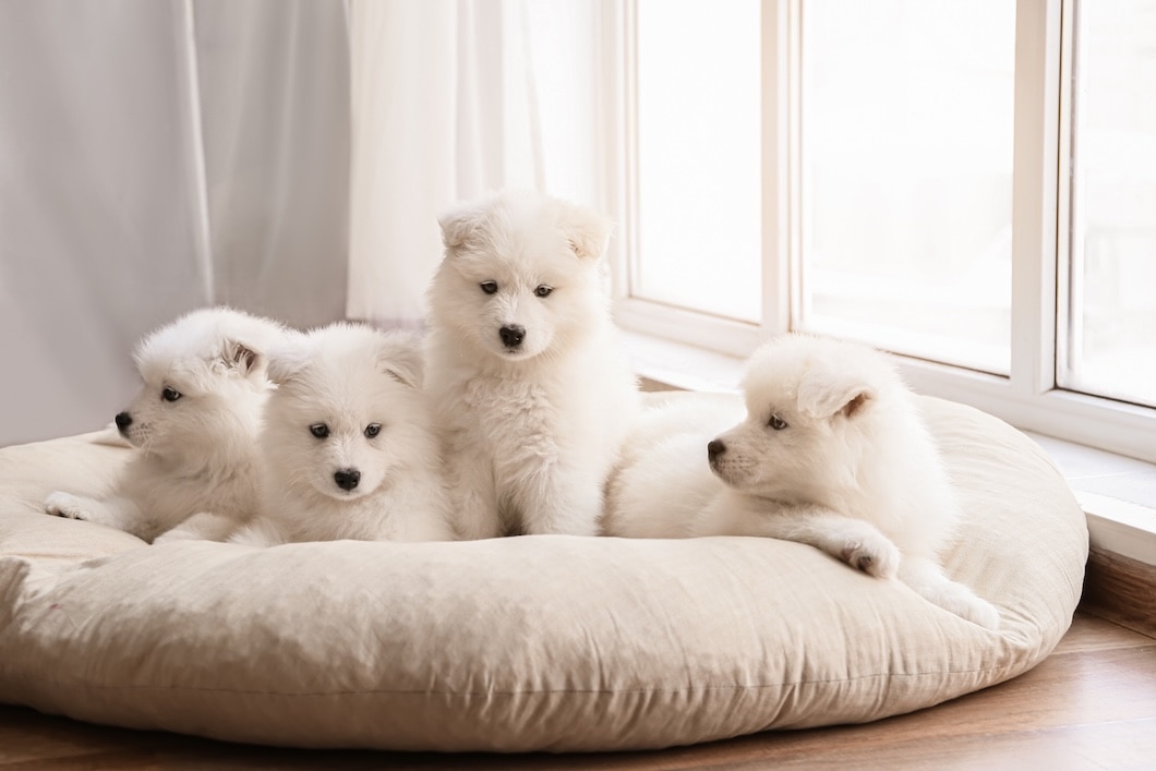 Four fluffy white Samoyed puppies rest together on a large dog bed by a window.