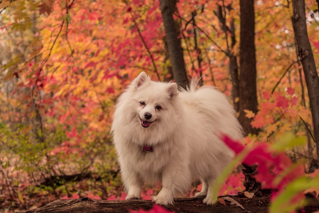 A fluffy white American Eskimo Dog stands on a fallen log surrounded by colorful autumn foliage.
