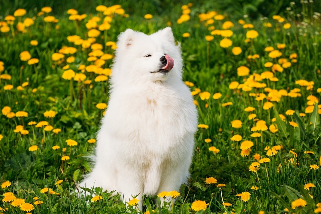 A fluffy white Samoyed sits in a grassy field surrounded by yellow dandelions.