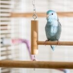 Bird Perches: Types and Placement