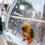 Bird Carriers: How To Choose the Safest Option and Travel With Your Bird