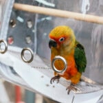 Bird Carriers: How To Choose the Safest Option and Travel With Your Bird