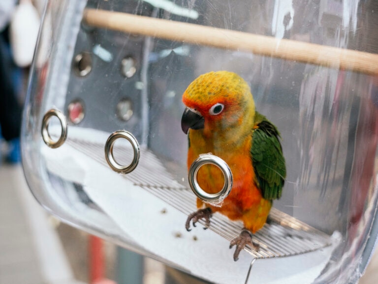 sun conure perched in a clear backpack